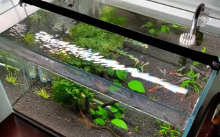 怎么才能让鱼缸里的死水变成活水，最好安装一个过滤器