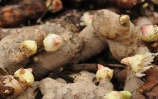 生姜怎么催芽，可采取以下3种方式