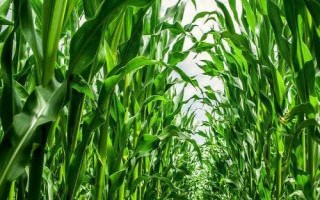 诚信193玉米种子简介，适宜播期4月下旬至5月上旬
