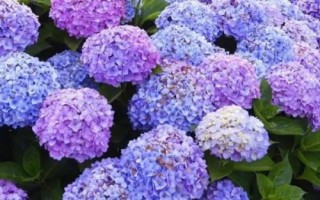 大花苞的花有哪些品种，常见的有向日葵、月季、芍药、朱顶红等