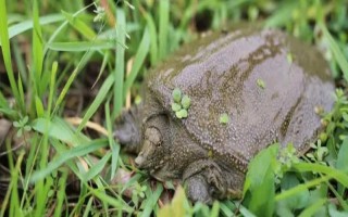 甲鱼夜间的活动规律，夜间活动较为频繁