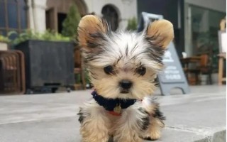 苏太母猪配什么公猪好,可选长白公猪、杜洛克猪、约克夏猪等