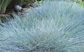 蓝羊茅的生长特性，具有喜光、耐旱等特点