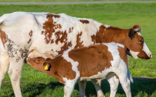 什么是牛犊开食料，又名犊牛代乳料