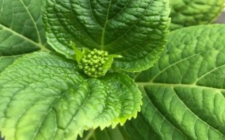 无尽夏在几月份长花苞，通常在每年4月份开始长花苞