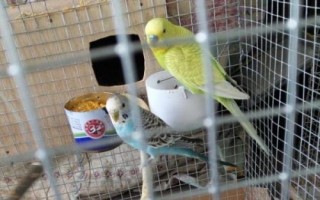 鹦鹉拉稀拉水便怎么治，根据病症选择正确的治疗方法