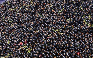 如何判断黑加仑是否成熟，果实变黑并产生白霜便代表成熟