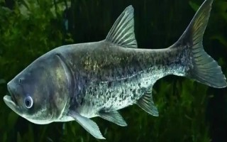 花鲢的食物，鱼苗阶段主食浮游动物