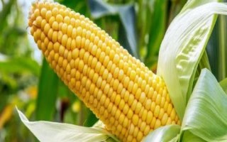 延科12号玉米种简介,适宜播种期4月中下旬