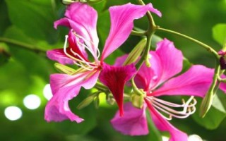 什么是紫荆花,在香港属于市花