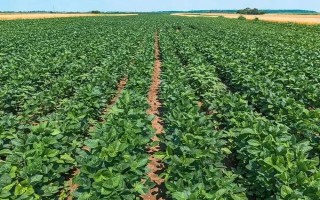 菜地土壤板结应该怎么改良,可采取增施有机肥、松土、掺沙这3种方式