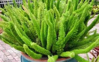 天门冬的盆栽养殖方法，最好置于半阴的环境中养护