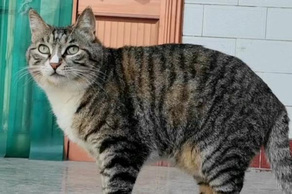狸花猫和虎斑猫有什么区别，前者大多呈棕色或黑色、后者以银色较常见