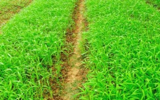 种植空心菜的方法，浸种催芽后再进行直播