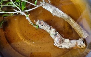 扦插九里香怎么快速生根，可从母株上剪取带有芽点的枝条插入土壤中