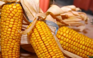 百玉1号玉米品种简介,每亩密度4000株