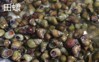 食用螺品种,田螺在各地湖泊中随处可见