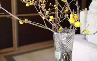 腊梅干枝的养殖方法，先将花枝底部剪成45度的斜切口