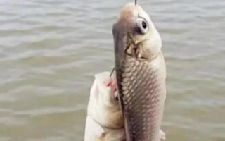 钓鲫鱼多少度合适,15-25℃为佳