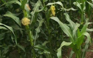 丹玉92玉米种子特点,中抗小斑病(28.2%)