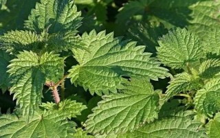 金皮树和荨麻的区别是什么,外形、分布均不同