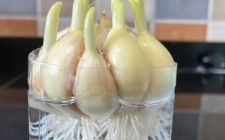 盆栽蒜苗能收割多少次，一般可连续收割3-4次