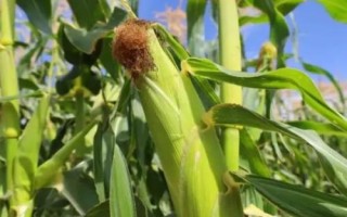 万达56玉米种子特征特性,中抗穗腐病