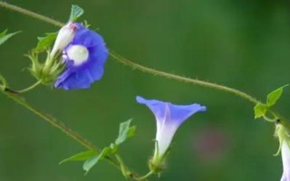 牵牛花有没有毒，茎、叶、花、种子都有毒素