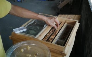 蜂群死了蜂王该怎么办,可介入新王