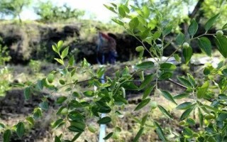 枣树的种植技术,一般分为春栽和秋栽