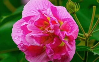 芙蓉花变色原因，可能是受到温度、土壤、光照等因素的影响