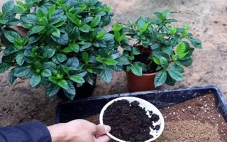 哪种花卉适合使用芝麻饼肥,适用于长寿花、山茶花、蔷薇花等大部分品种