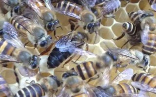 蜂王一天试飞多少次，试飞频率通常为2-3次