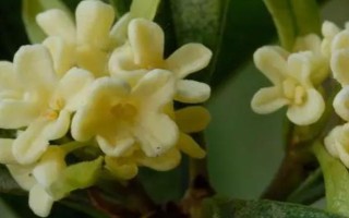 桂花有哪几种颜色，有金黄色、黄白色、橙红色和白色