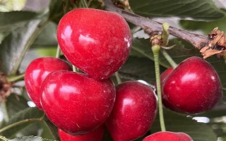 美国大红樱桃的由来，以雷尼与布莱特杂交选育而成
