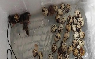 鹌鹑的孵化天数，孵化天数需要16-17天