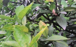 柠檬苗推荐品种，尤力克、菲诺、热那亚等品种值得选择