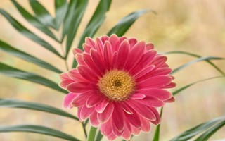 扶郎花怎么种植,播种后要养在通风阴凉处