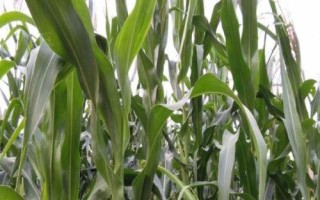 DK802玉米种子简介,适宜密度为每亩5000株左右