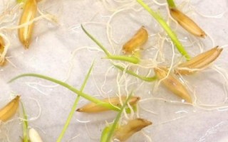 水稻种子催芽的三个阶段,分为高温破胸、适温催芽和低温晾芽