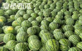 河南省夏邑县的特产，夏邑白菜是全国农产品地理标志
