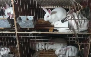 兔子为什么会臭,其尿液有很大的骚味