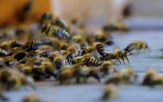 影响蜜蜂繁殖的原因,主要有蜜源、温度、湿度等