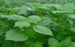 苏子的产地，在我国主产于安徽、湖南、台湾等省份