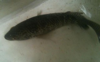 淡水石斑鱼的养殖技术，放养密度根据水流速而决定