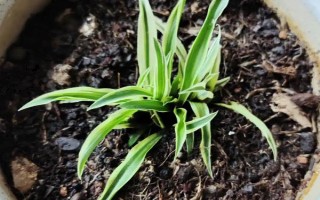 金边吊兰怎么养殖，需提供全天的散射光照