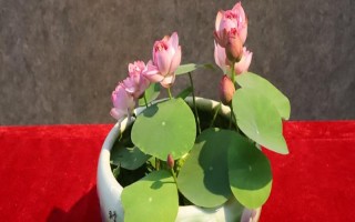 碗莲的水培方法，将种子播入花土中再浇水淹没