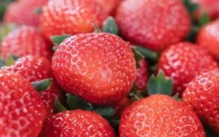 12月的草莓能不能吃，12月才开始成熟可以吃