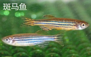 哪些小型鱼适合新手饲养，孔雀鱼和鹦鹉鱼均可选择