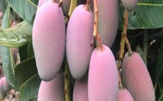 四川省攀枝花的特产,攀枝花芒果是全国农产品地理标志